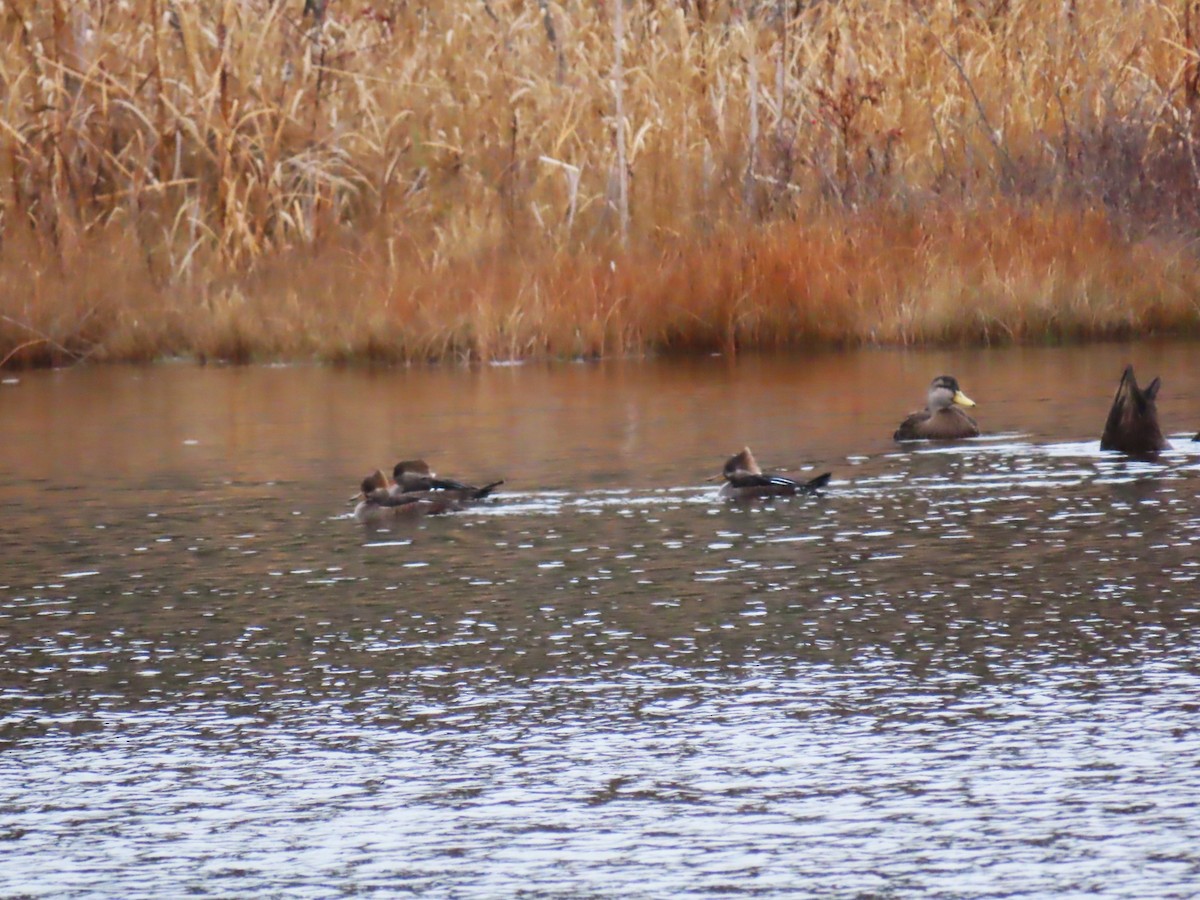 American Black Duck - ML645174554