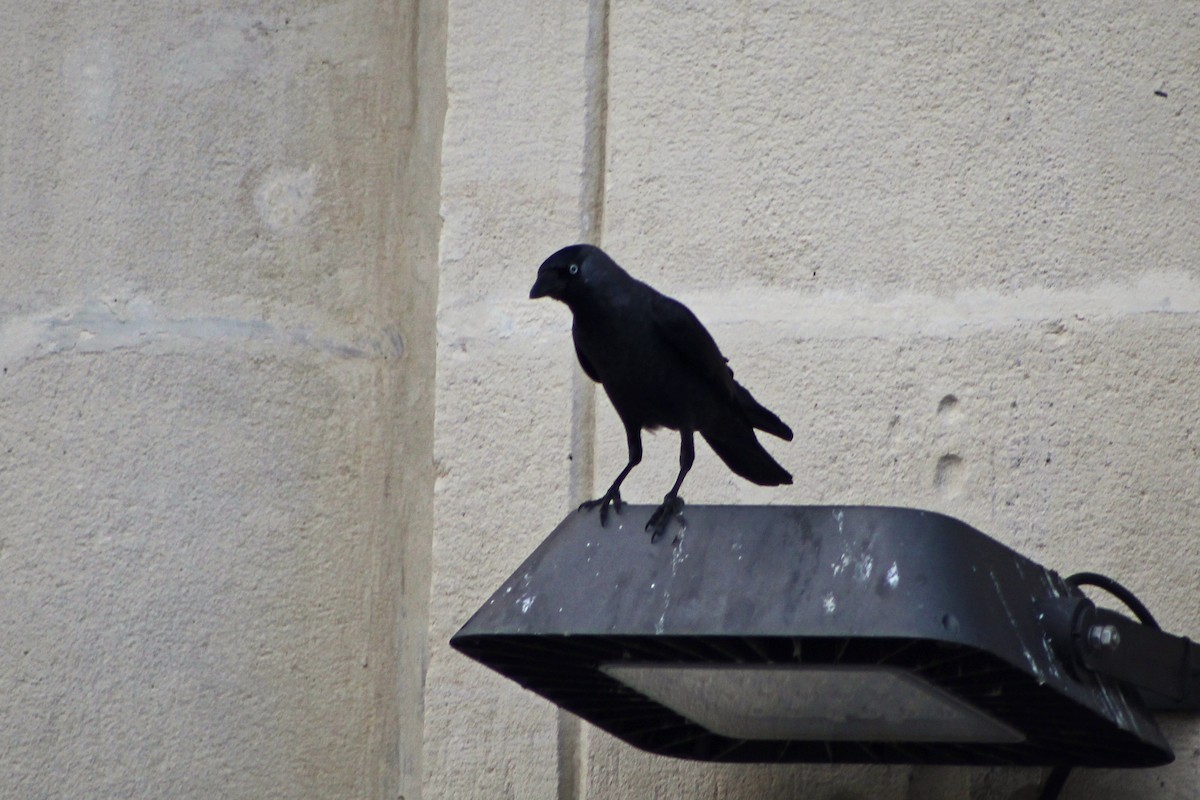 קאק - ML645174560