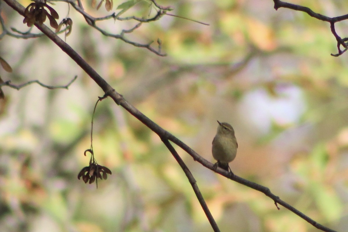 עלווית חורף - ML645174570