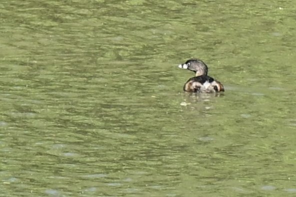 オビハシカイツブリ - ML645174577