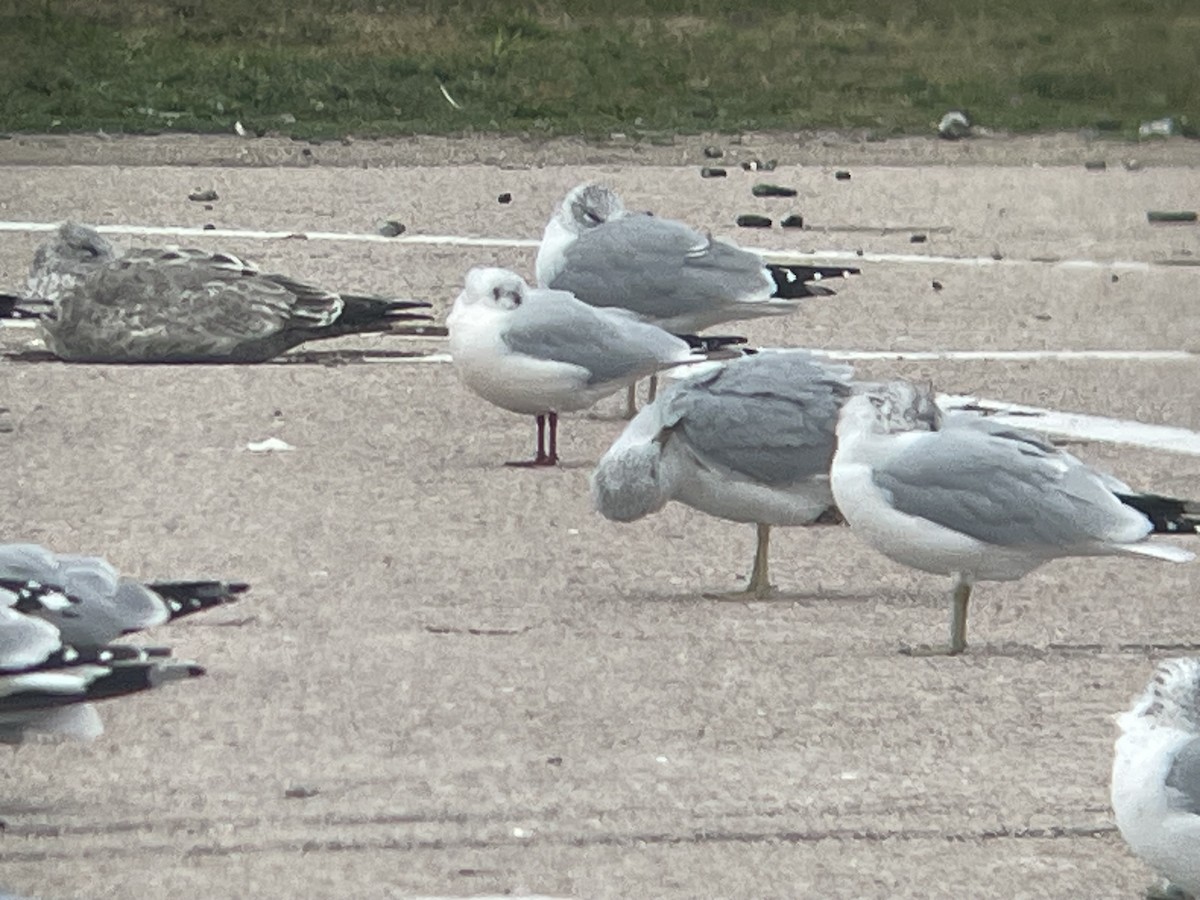 ユリカモメ - ML645174578