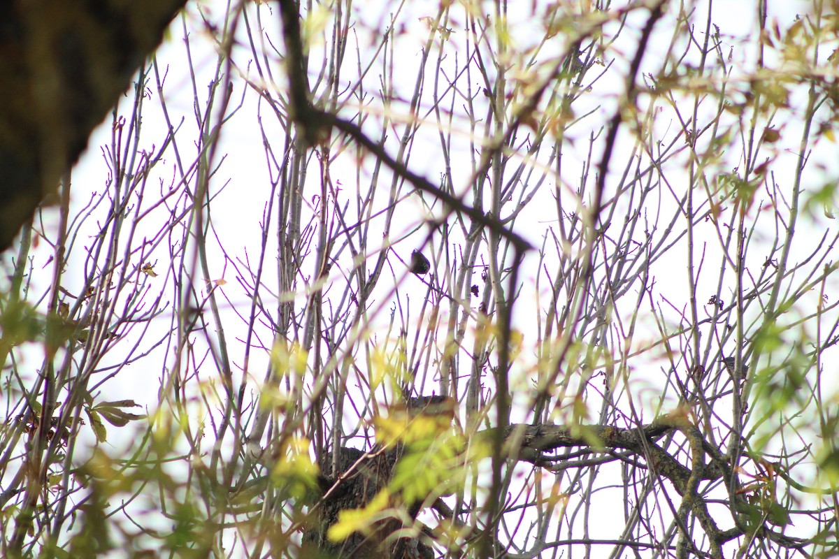 European Starling - ML645174579