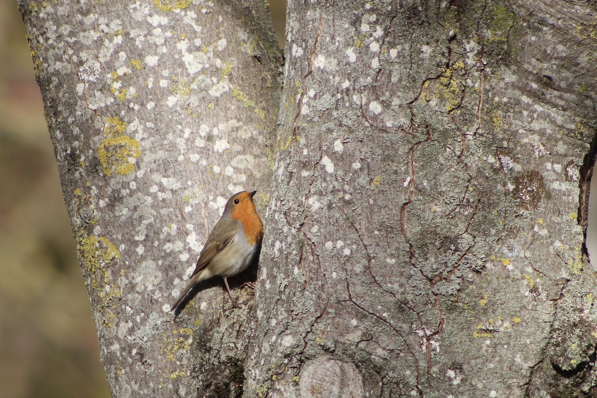 אדום חזה - ML645174583