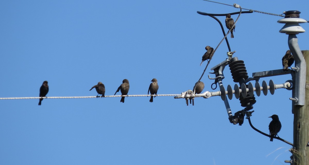 European Starling - ML645174588