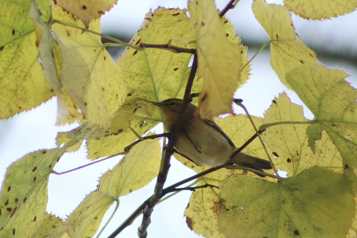 עלווית חורף - ML645174589