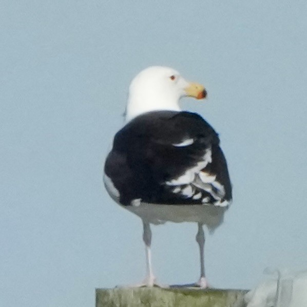 Great Black-backed Gull - ML645174597