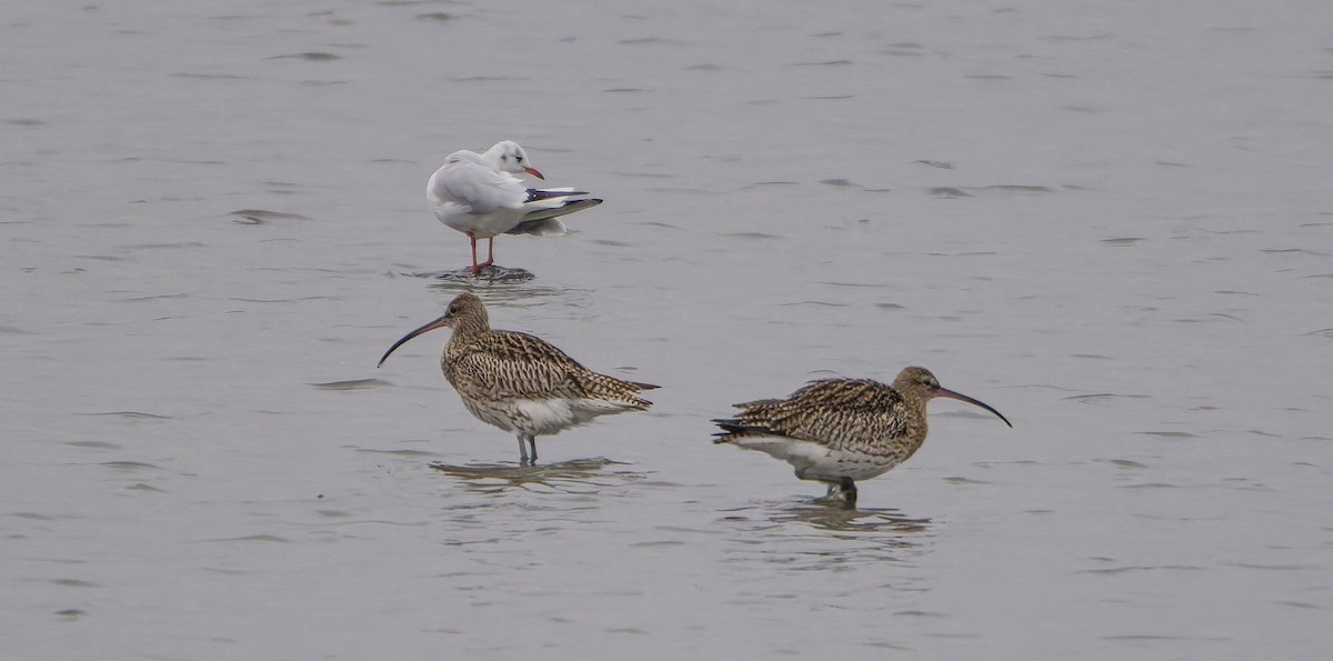 koliha velká - ML645174599