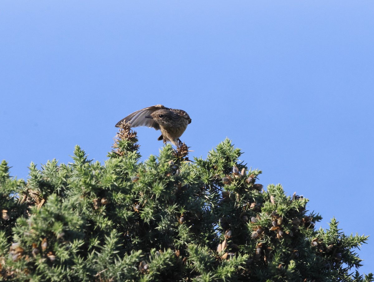 Трав'янка чорноголова - ML645174604