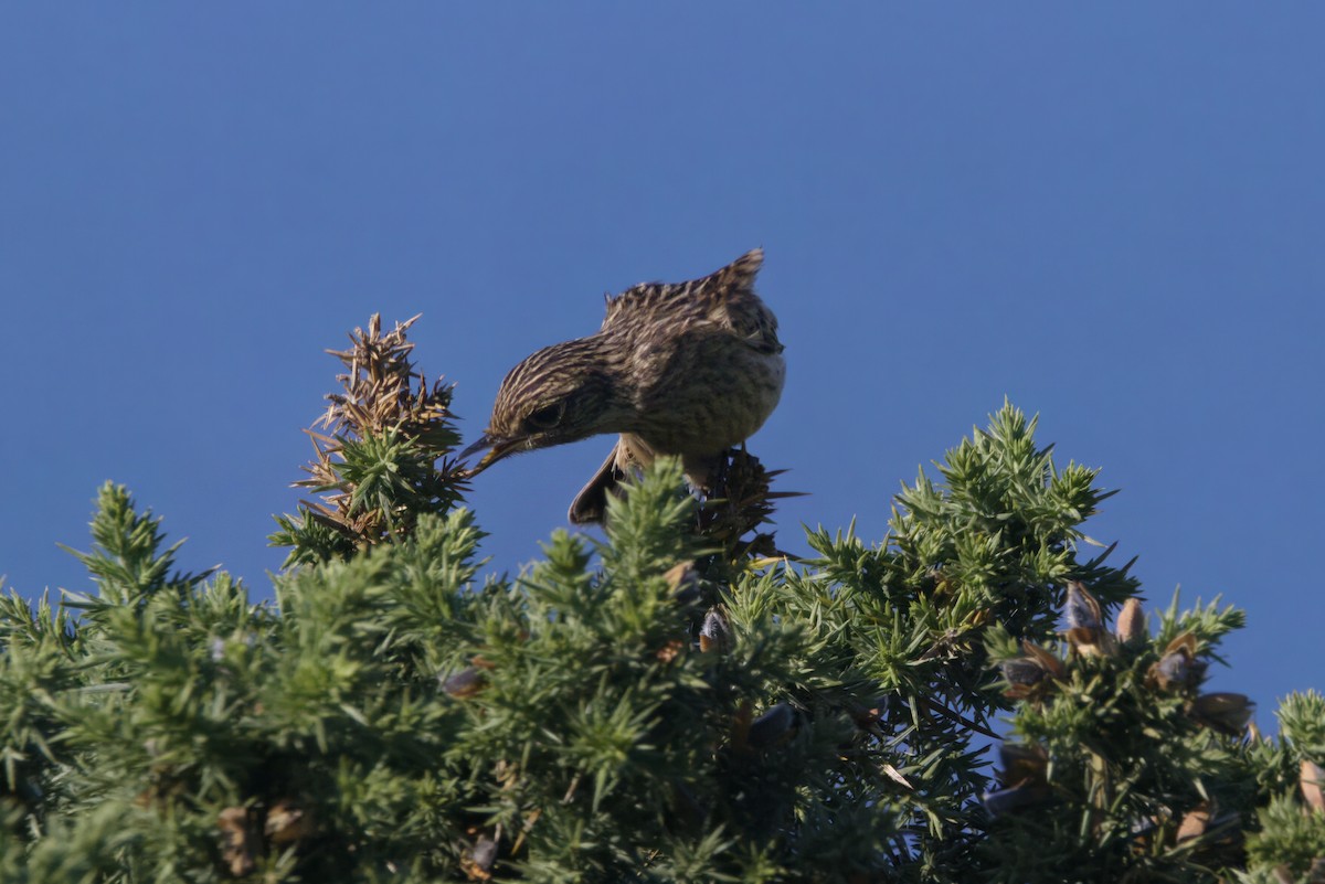 Трав'янка чорноголова - ML645174607