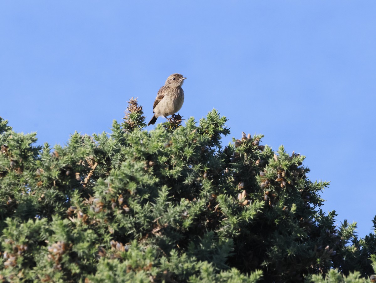 Трав'янка чорноголова - ML645174608