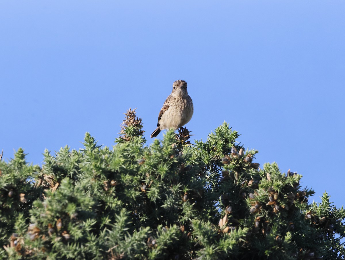 Трав'янка чорноголова - ML645174609