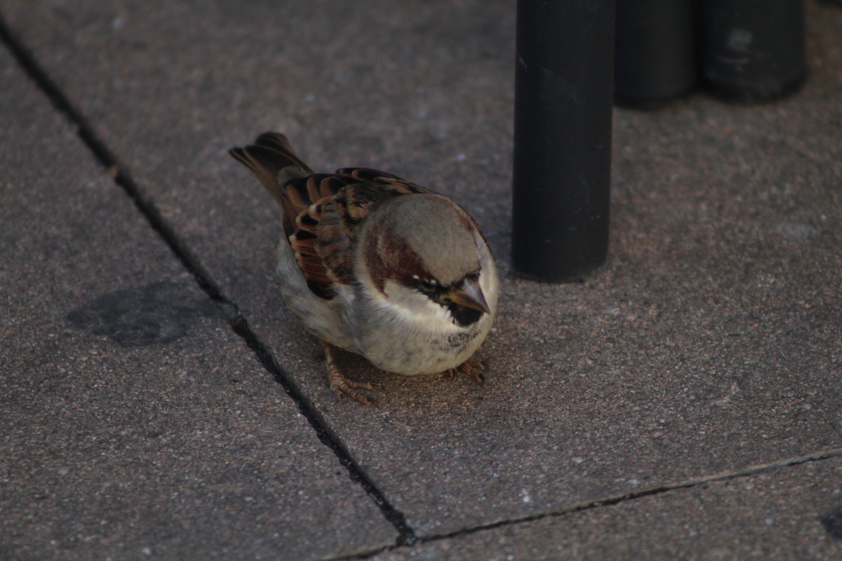 דרור הבית - ML645174614