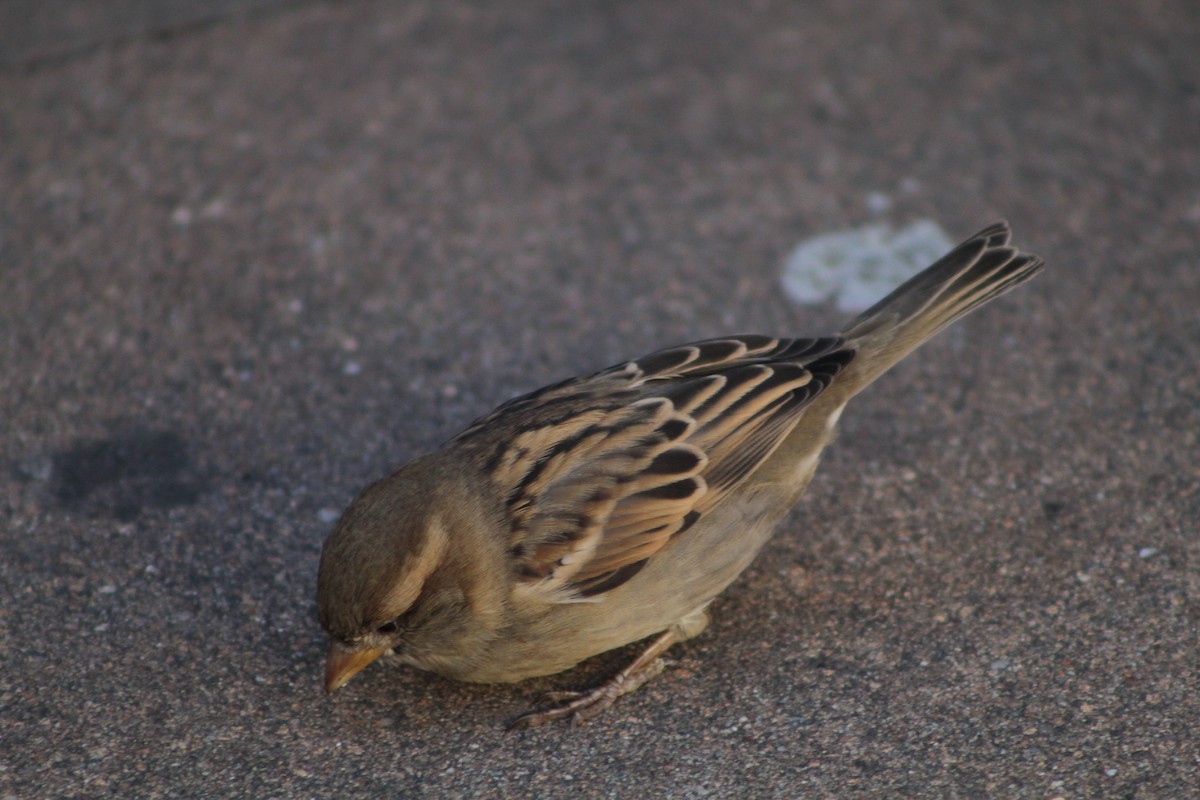 דרור הבית - ML645174615