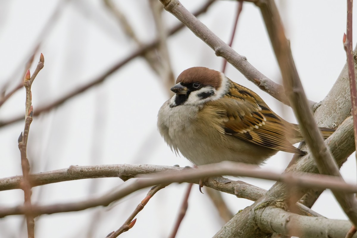 Gorrión Molinero - ML645174618
