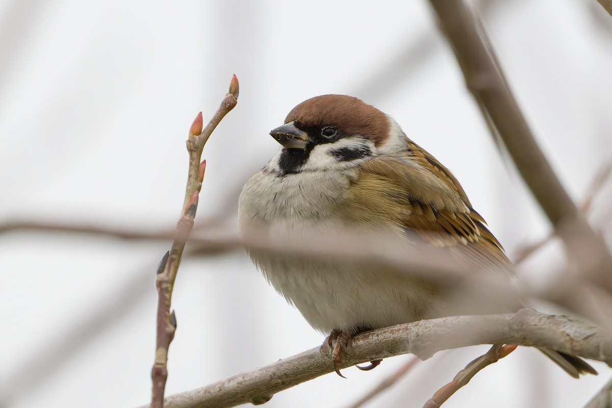 Gorrión Molinero - ML645174619