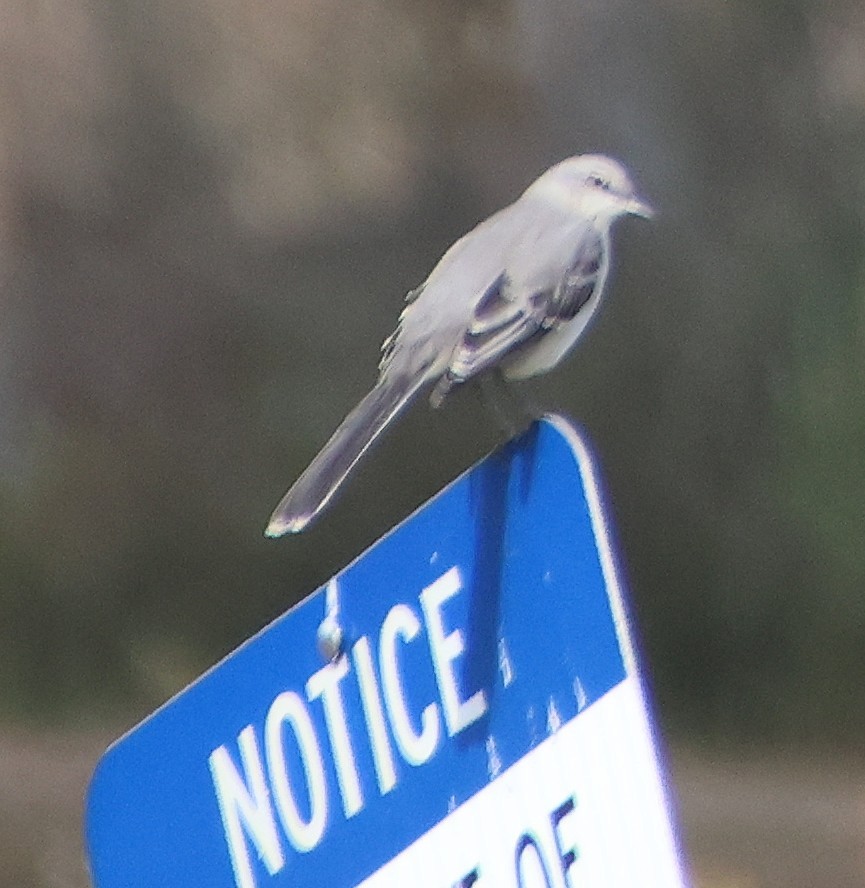 Пересмішник багатоголосий - ML645174620