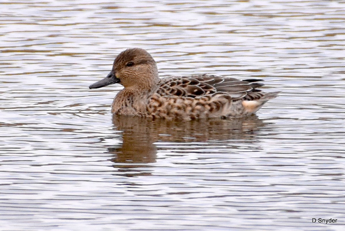 Green-winged Teal - ML645174633