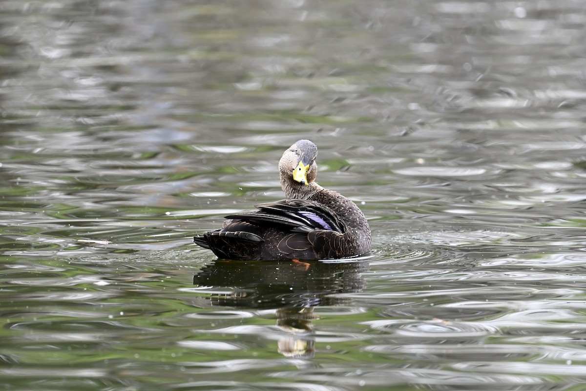 American Black Duck - ML645174634
