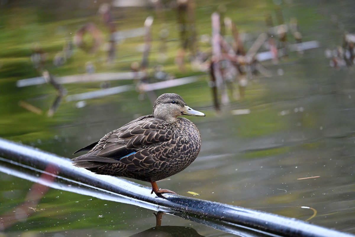 American Black Duck - ML645174635
