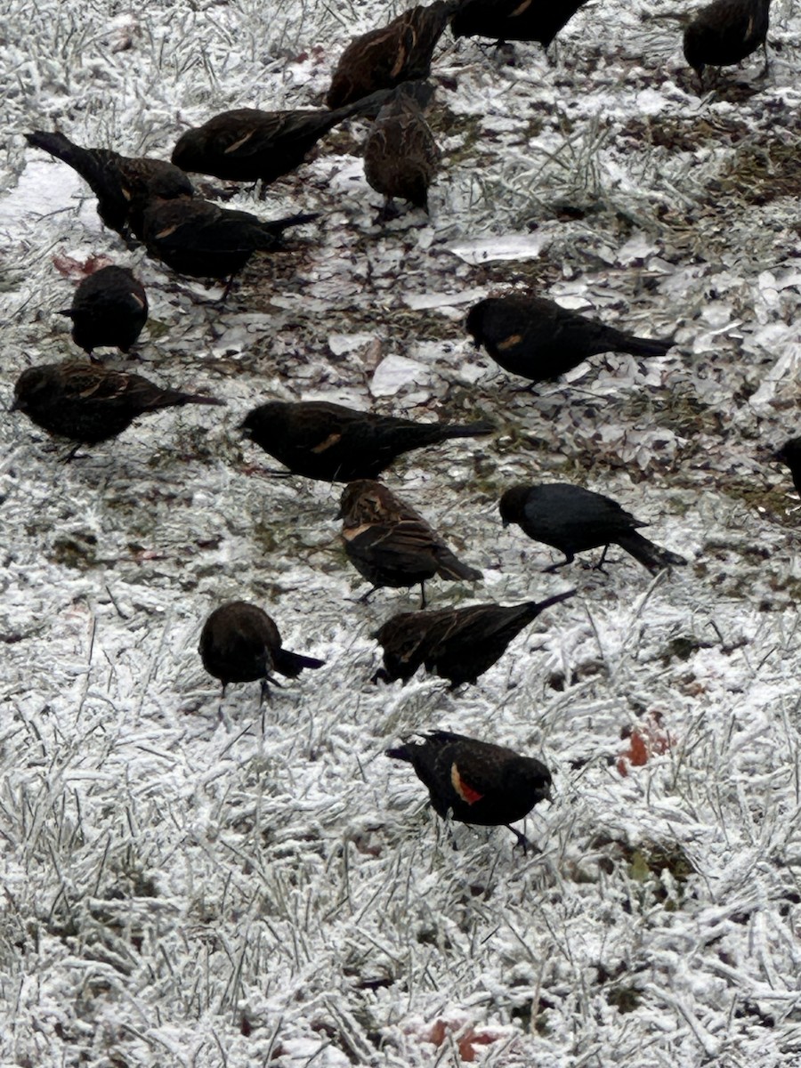 vlhovec červenokřídlý - ML645174641