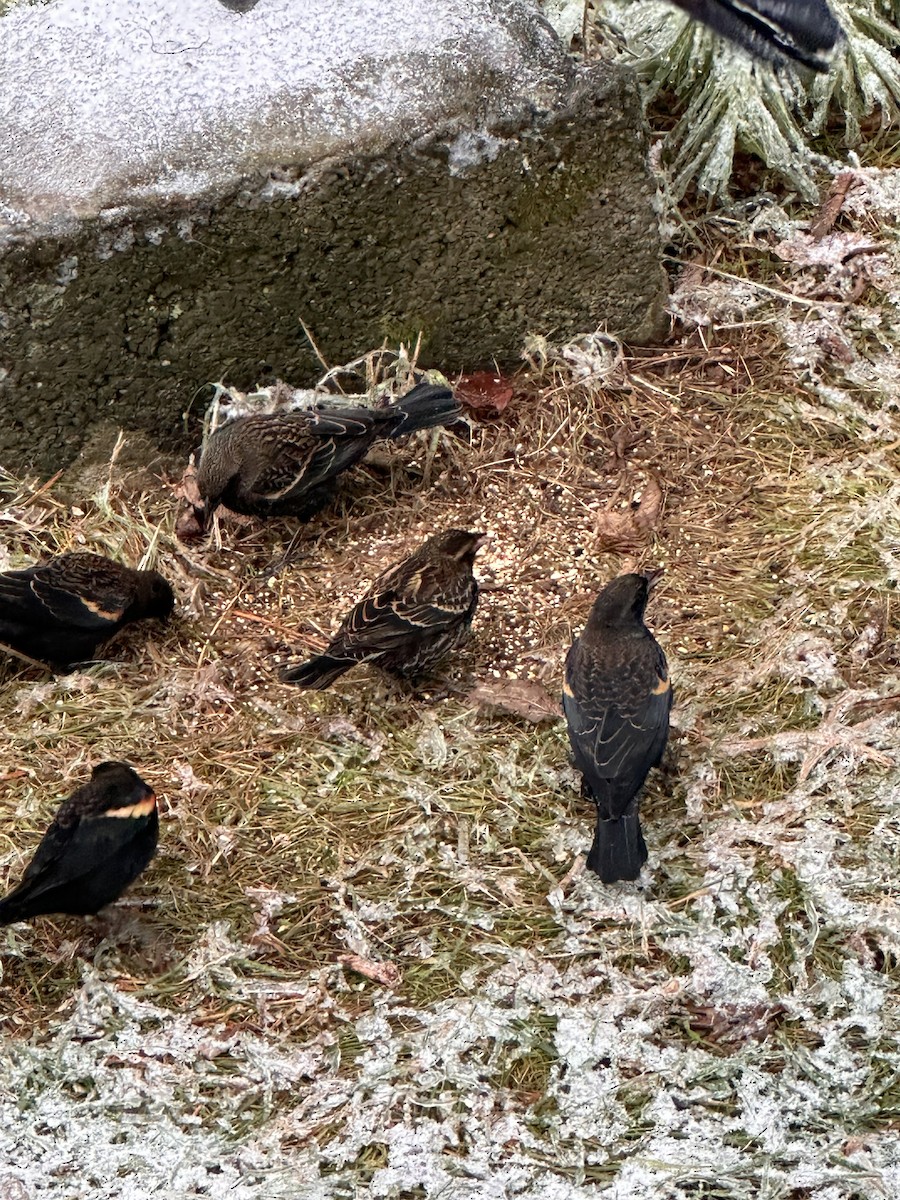 vlhovec červenokřídlý - ML645174643