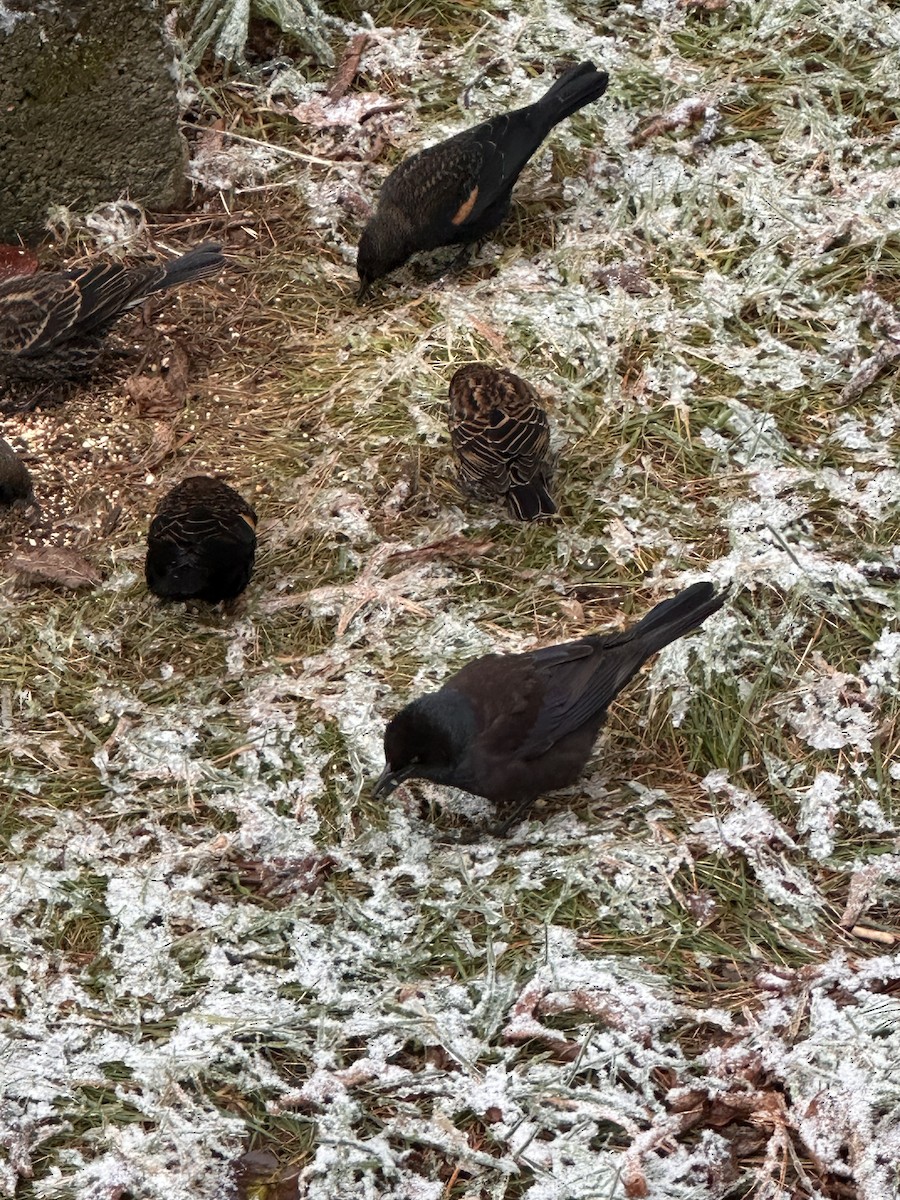 vlhovec červenokřídlý - ML645174644