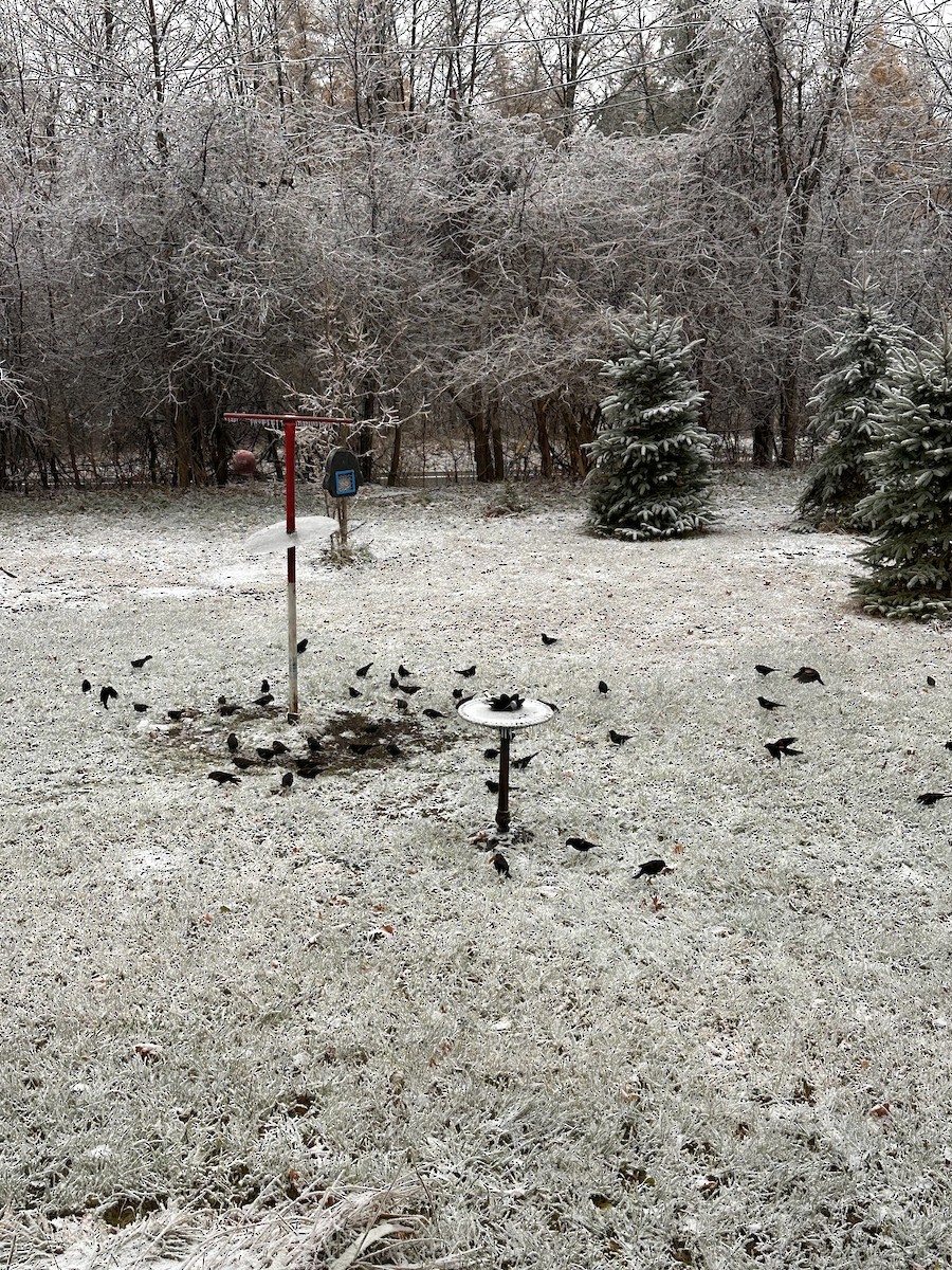 vlhovec červenokřídlý - ML645174645