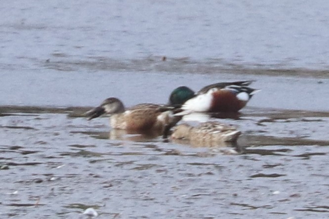 Northern Shoveler - ML645174650