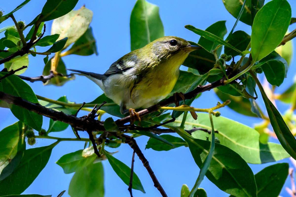 Northern Parula - ML645174653