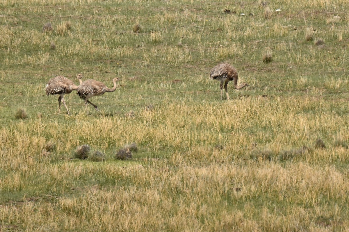 ダーウィンレア - ML645174658