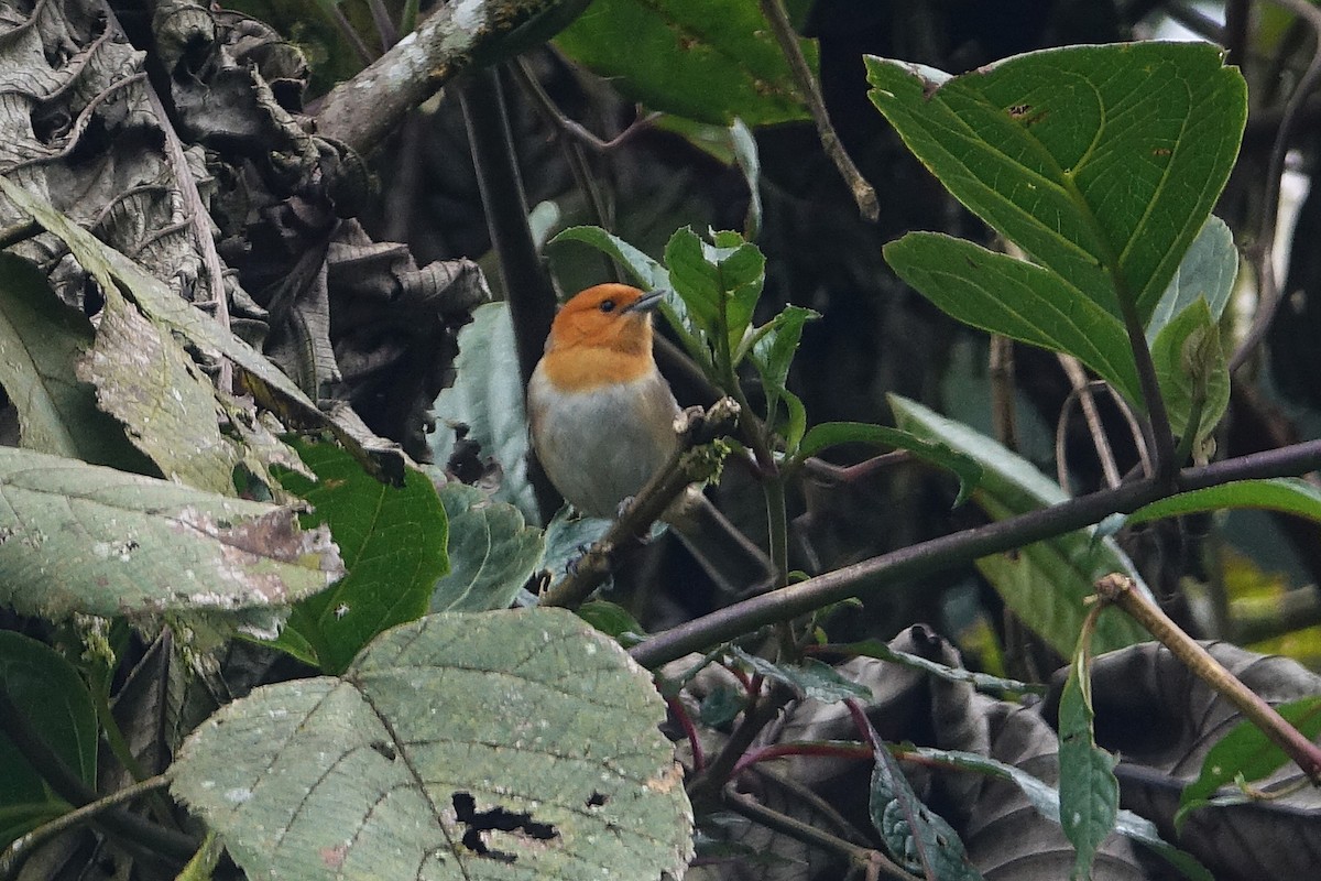 Brown-flanked Tanager - ML645174659