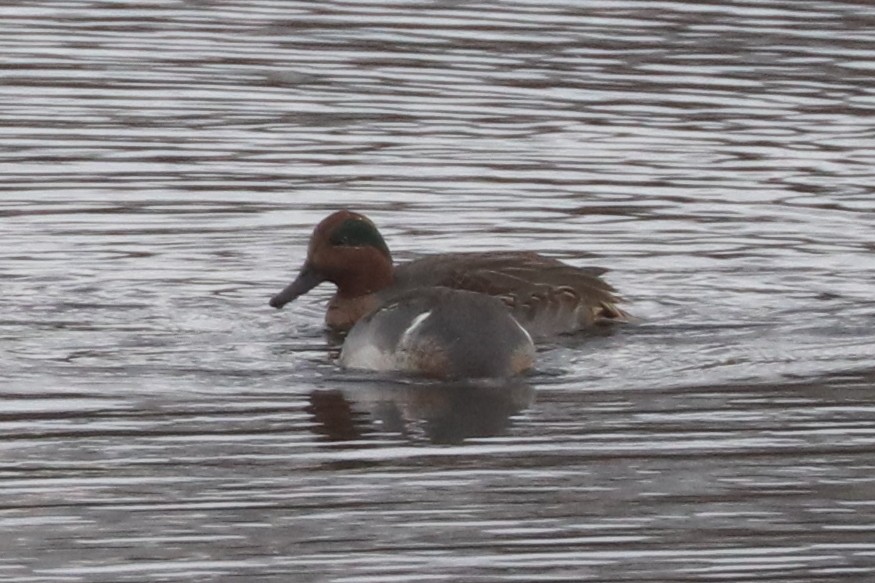 Green-winged Teal - ML645174660