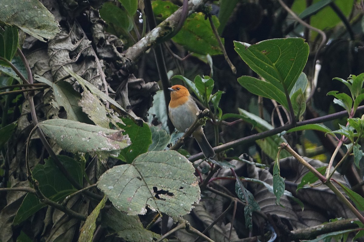 Brown-flanked Tanager - ML645174661