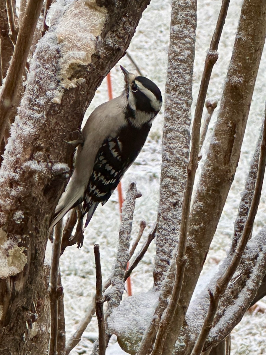 strakapoud osikový - ML645174663