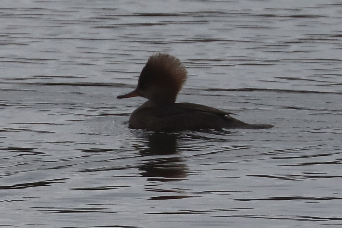 Hooded Merganser - ML645174666