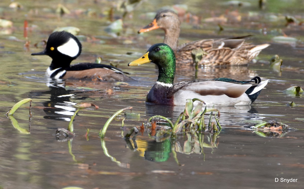 Hooded Merganser - ML645174671