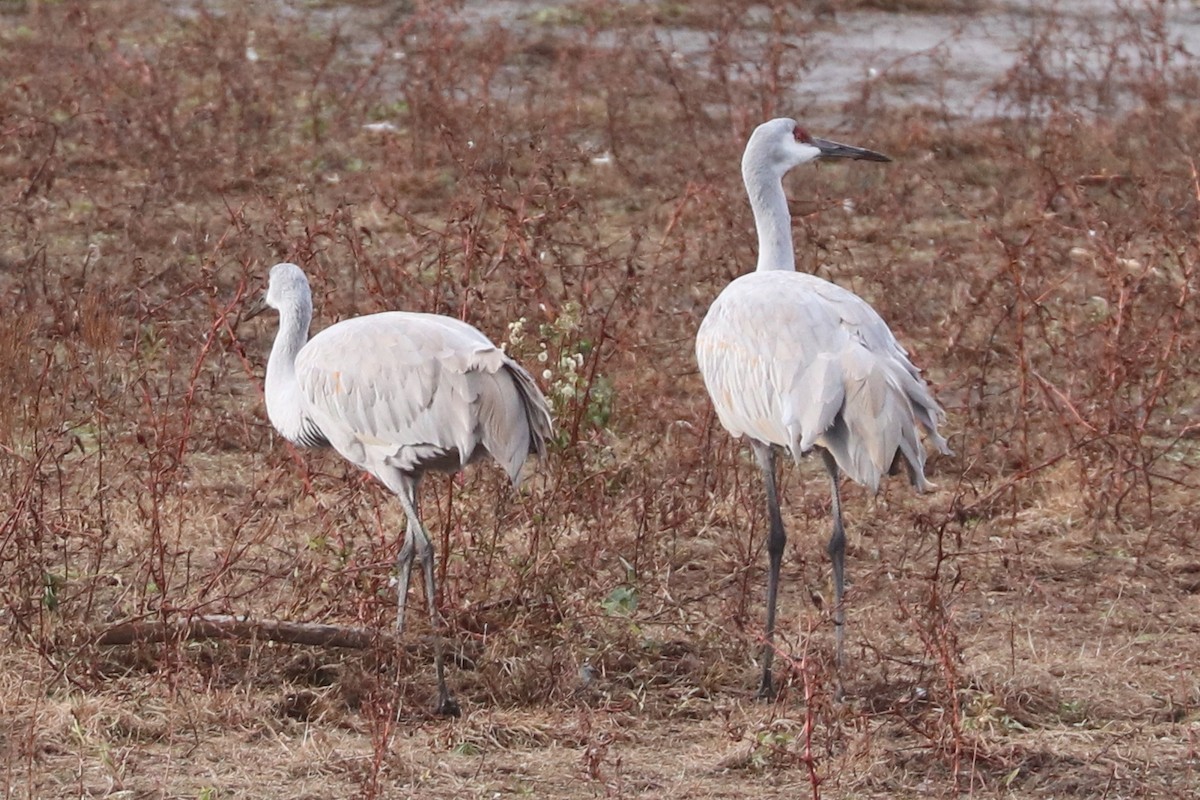 Sandhill Crane - ML645174673