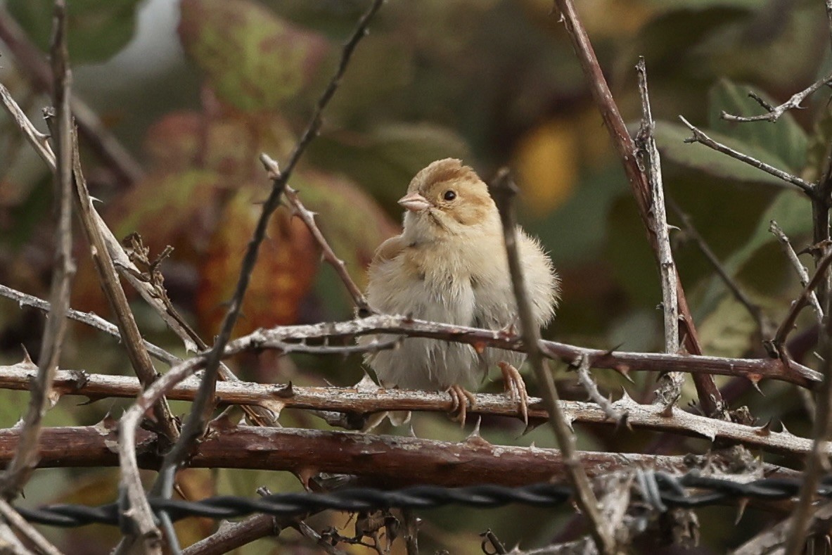 ウスヒメドリ - ML645174675