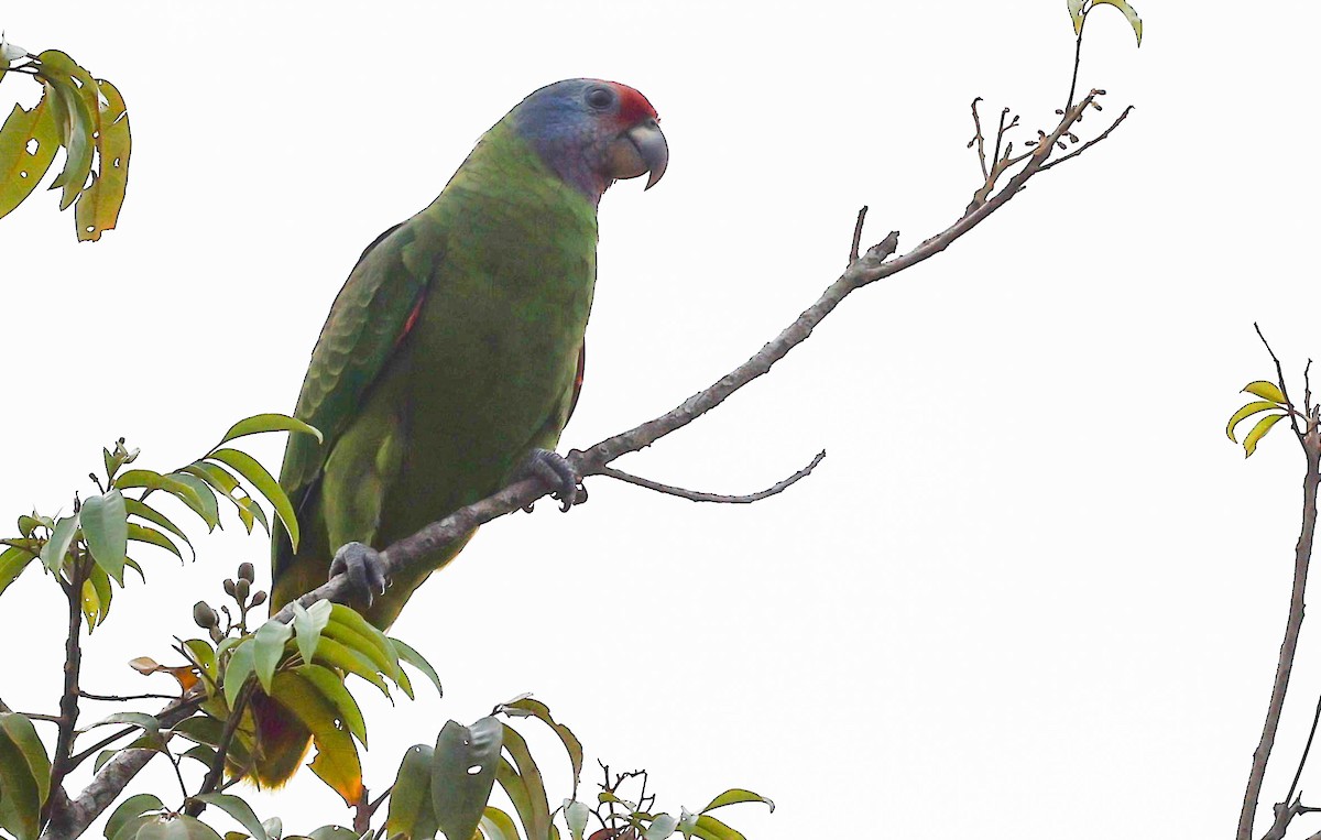 Red-tailed Amazon - ML645174689