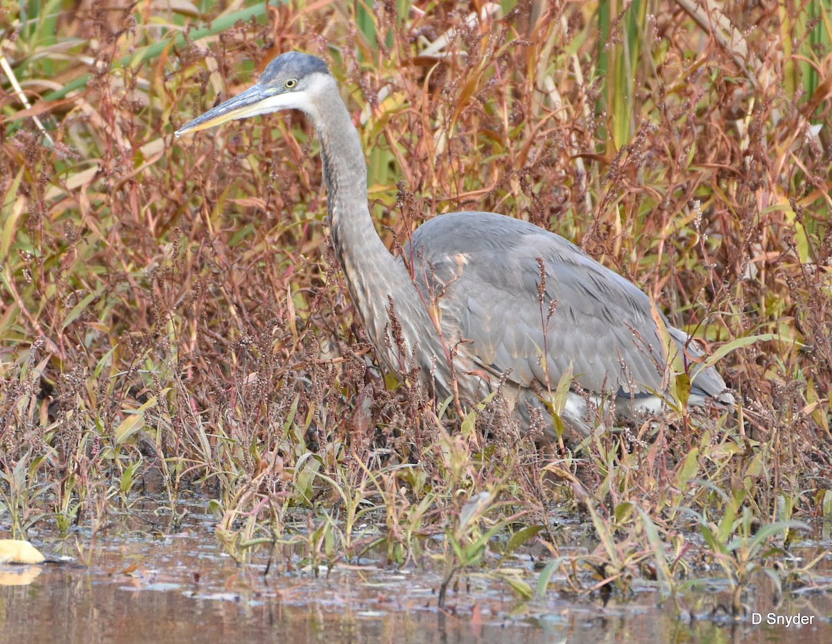 Great Blue Heron - ML645174693