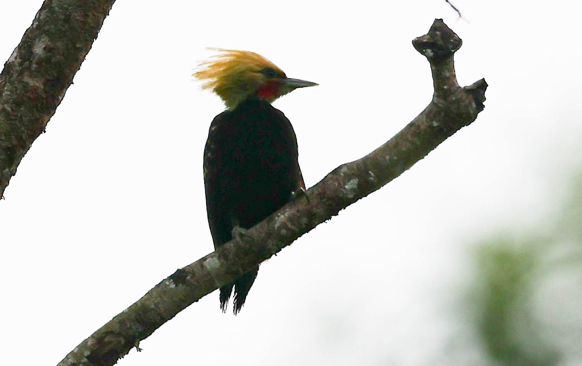 Blond-crested Woodpecker - ML645174694