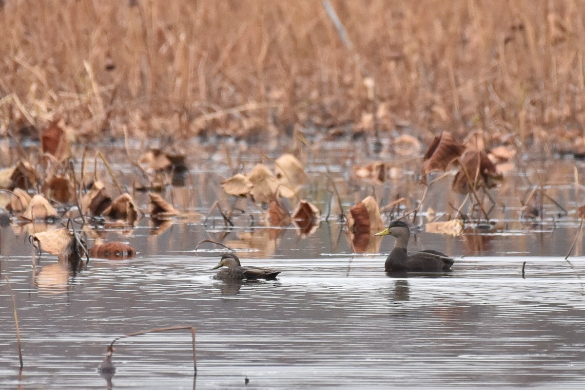 American Black Duck - ML645174695