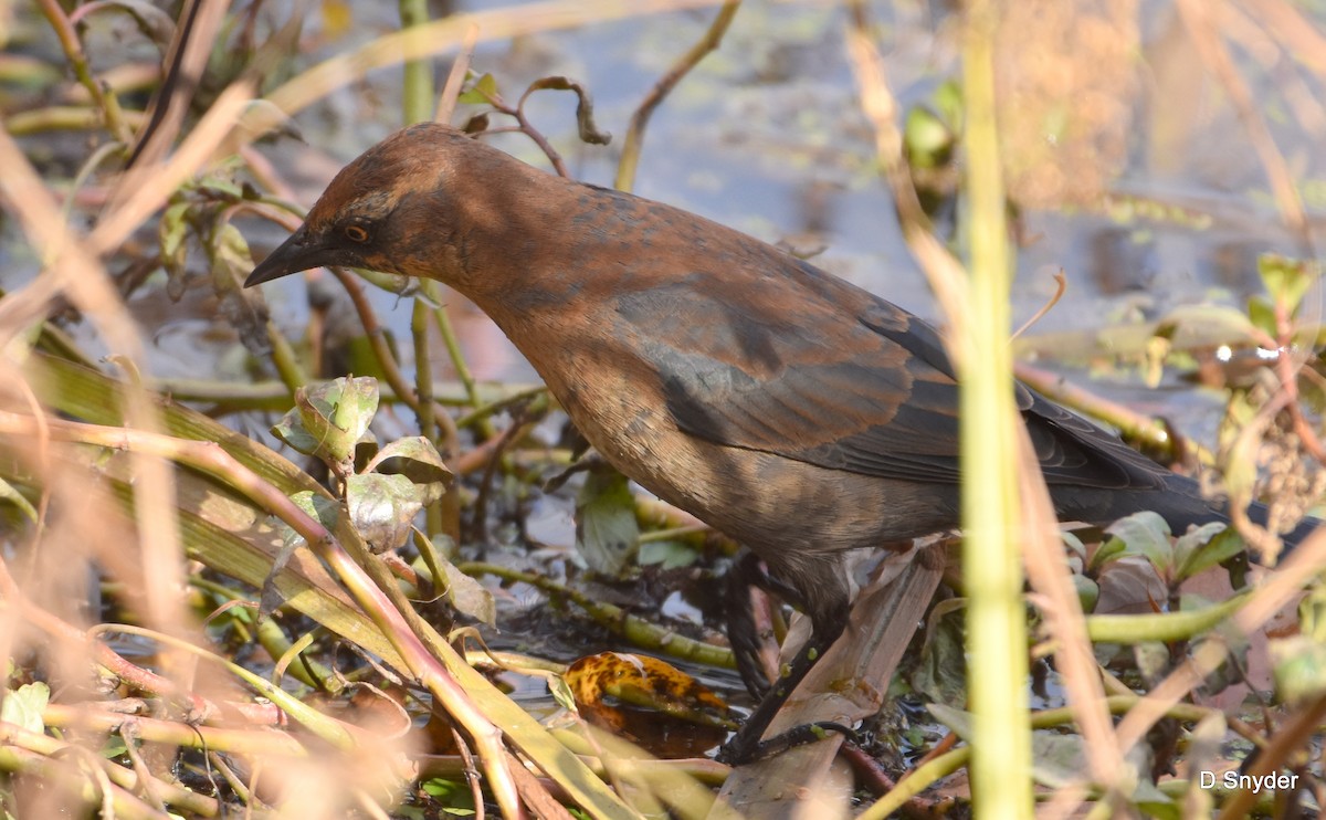 Rusty Blackbird - ML645174701