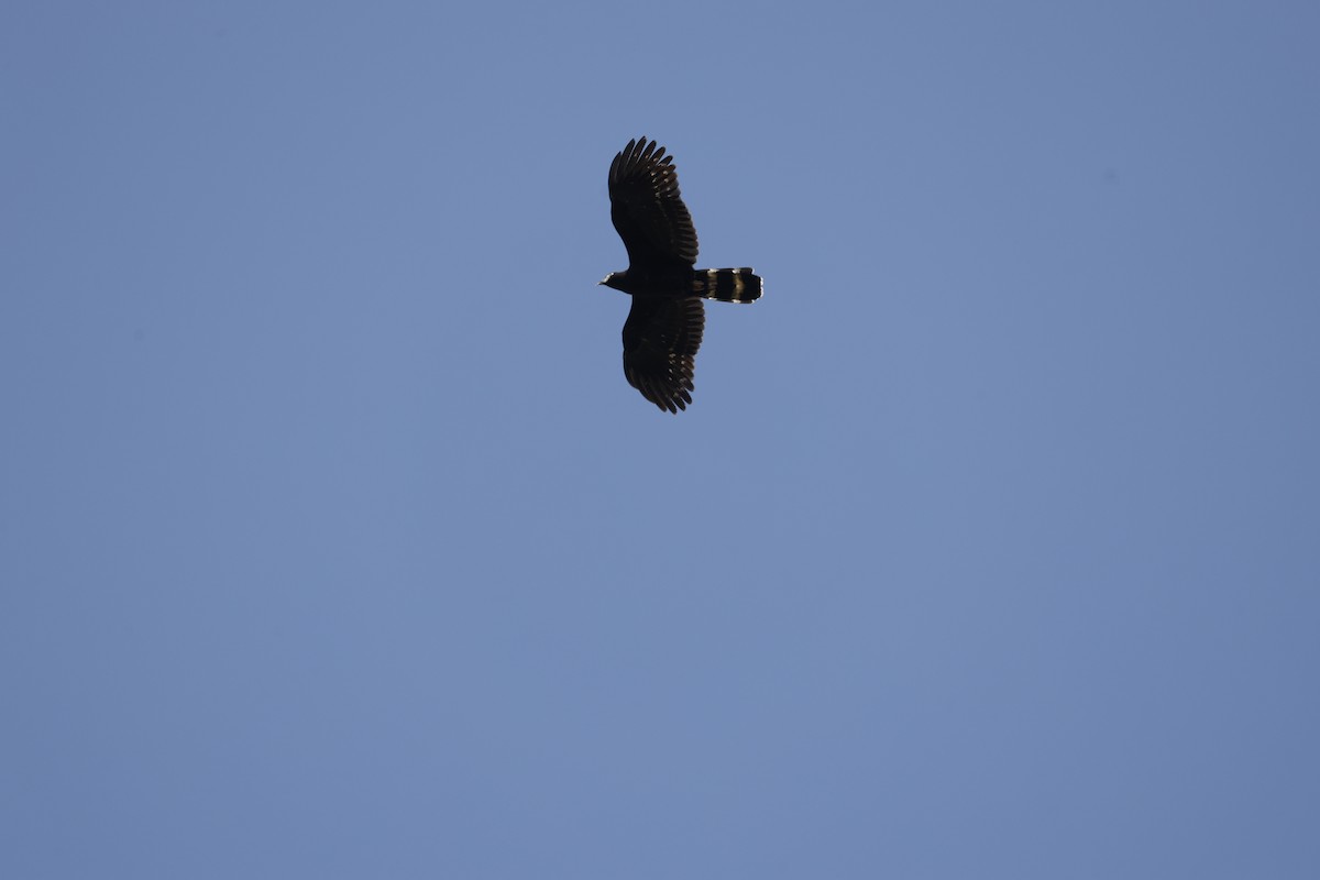 hákozobec neotropický (ssp. uncinatus) - ML645174702