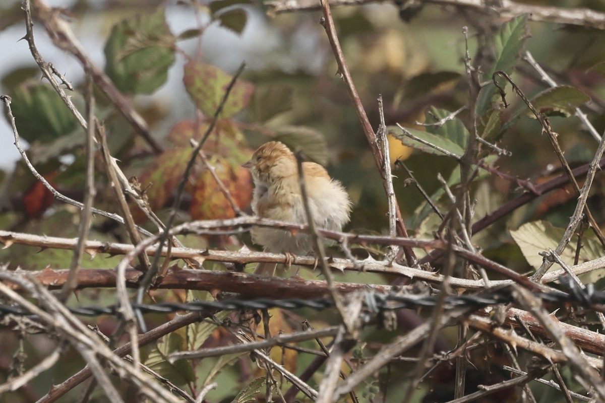 ウスヒメドリ - ML645174704