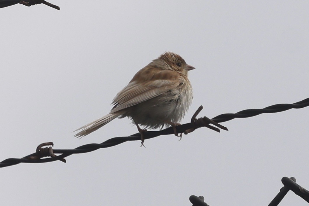 ウスヒメドリ - ML645174705