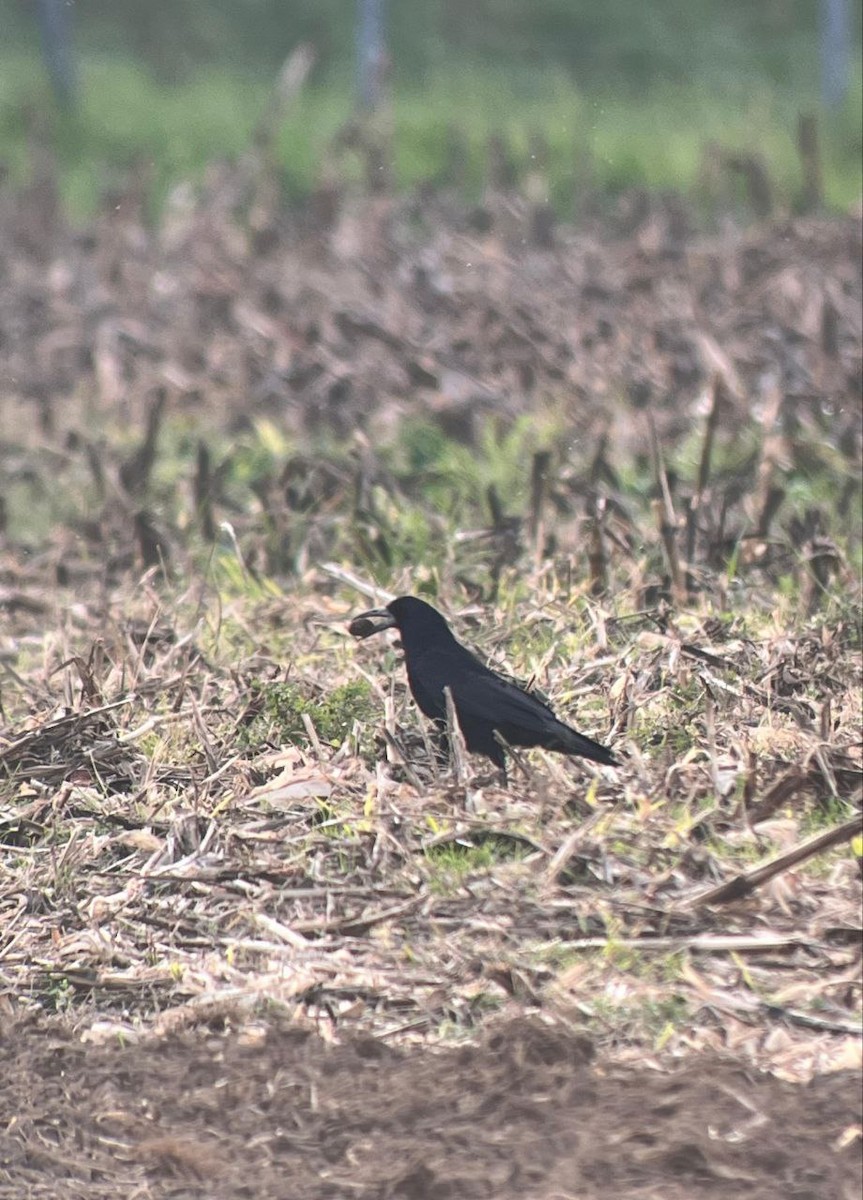 Ekin Kargası - ML645174711