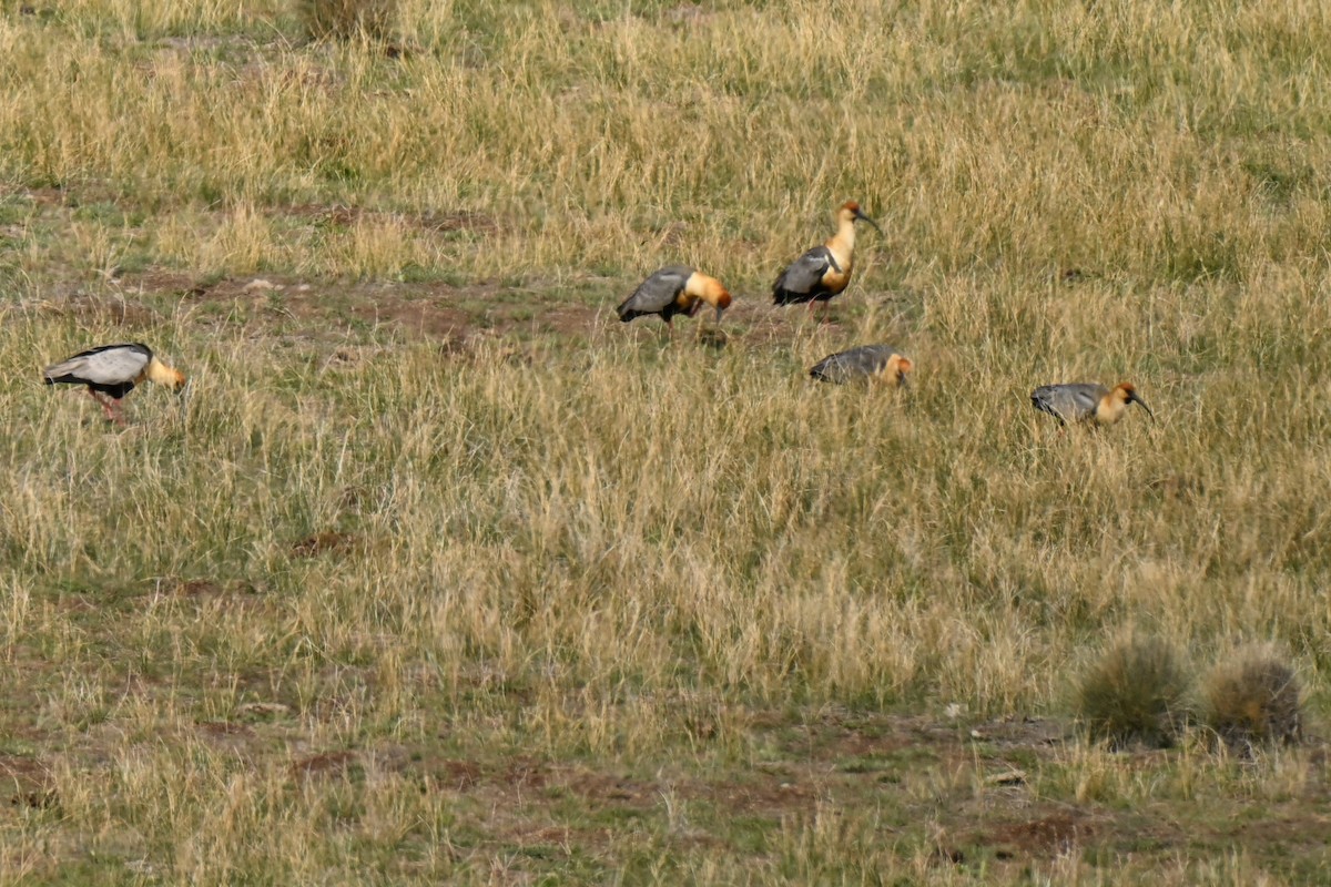 İbikli Sarıca Aynak - ML645174716