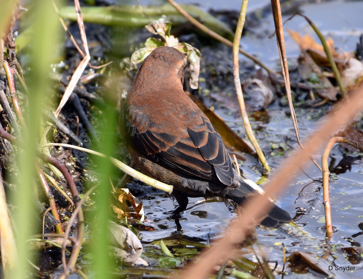 Rusty Blackbird - ML645174717