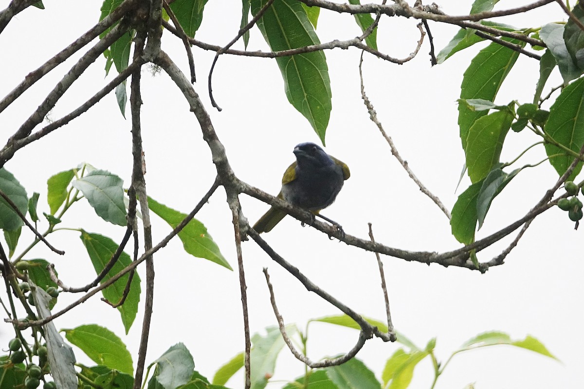 Blue-capped Tanager - ML645174721